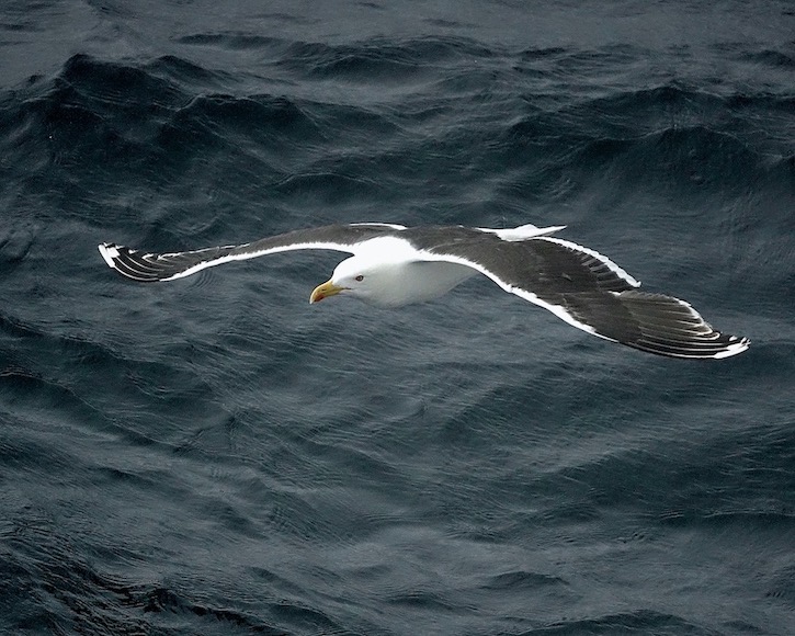 great black-backed gull
